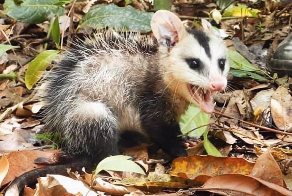 Não mate este animal, ele tem uma importante função na natureza!